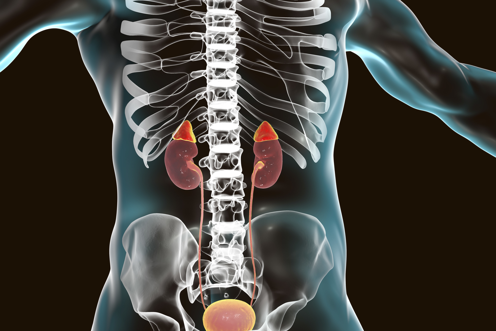 Adrenal Gland Location In The Body Daxwall