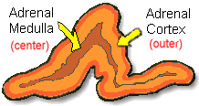 Adrenal gland has a medulla in the center and a cortex outside.