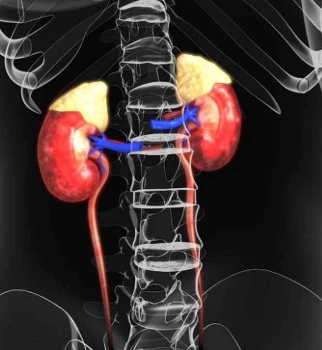 The adrenal glands sit on top of the kidneys and have the size and shape of fortune cookies.