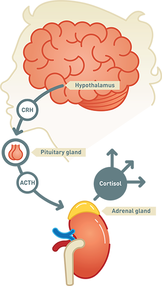 Cortisol blood test