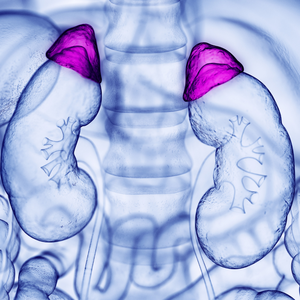 Carling+adrenal+center+templates+%281%29